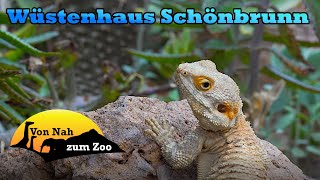 Wüstenhaus Schönbrunn  Eine sinnvolle Ergänzung zum Tiergarten  Von Nah zum Zoo 4k [upl. by Hoehne436]