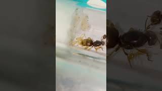 Lasius flavus  worker feeding larva ameisen insects antkeeping bug ants antspecies lasius [upl. by Blase]