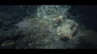 Exploring the Deep Sea Hydrothermal Vents of the Offshore Pacific [upl. by Navis196]