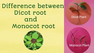 Difference between Tap root and Fibrous root Types of roots  Tap and Fibrous Botanythroughnature [upl. by Yona463]