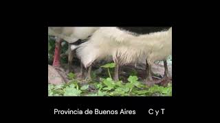 quot¿Cuántas patas tiene este teroquot birds avesdeargentina shorts [upl. by Mlohsihc]