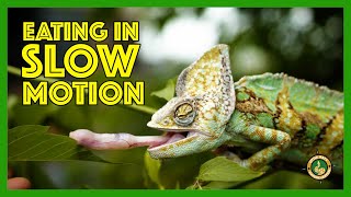 Slow Motion Animals  Chameleon eating a bug with its tongue at 1000 fps [upl. by Alam29]