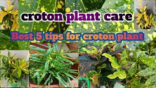 How to care croton plant5 tips for this colourful plantnaturalenvironment331 [upl. by Salokcin]