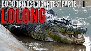 COCODRILOS GIGANTES PARTE 3 LOLONG  Criptozoologia REEDITADO [upl. by Swisher]