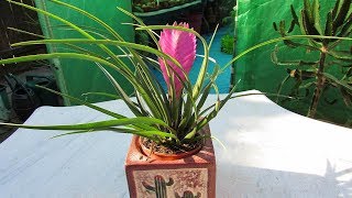 My Tillandsia cyanea Pink Quill  Air Plant Bromeliad BARGAIN from LIDL [upl. by Shorter]