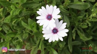 African Daisies  Propagation [upl. by Olihs]