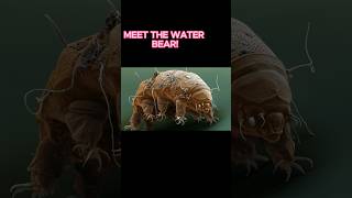 Top 5 Astonishing Facts About the Indestructible Water Bear Tardigrade shorts animalfacts [upl. by Notsniw]