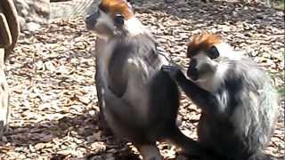 Mono quitando y comiendo piojos  Zoo de Barcelona 2012 [upl. by Lanza]