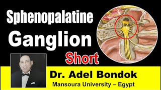 Sphenopalatine Ganglion Short Dr Adel Bondok [upl. by Gone]