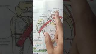 Anastomosis Around the Shoulder Joint Sahiba Sohbat [upl. by Ashmead139]