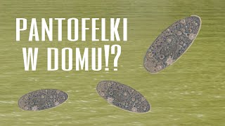 Poradnik jak założyć hodowlę pantofelków w domu [upl. by Nyer]