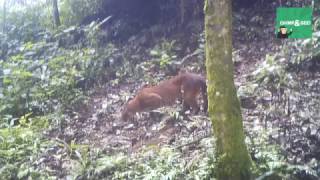 ChimpampSee African golden cats [upl. by Meekyh245]