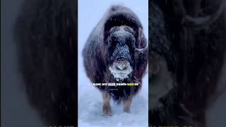 Musk ox 🤔shorts sciencefacts viral science youtubeshorts facts [upl. by Shoifet]