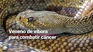 ¿Será la cura El veneno de la víbora de cascabel podría ayudar a combatir el cáncer [upl. by Llebyram493]