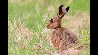 European hare  Lepus europaeus [upl. by Tertias]