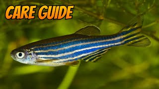 The Complete Zebra Danio Care Guide [upl. by Nelli]