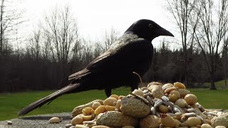 The grackles are returning in mid March [upl. by Grishilde]