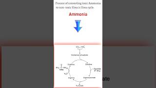 🌟Urea cycle Biochemistry 🌟 Urea cycle kya hai nursingstudent nursing shortsfeed biology [upl. by Tymothy]