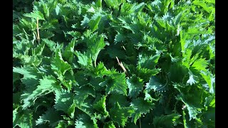 Stinging Nettle  Uses and Benefits [upl. by Ihcalam]