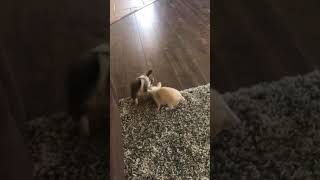 Adorable teacup chihuahua babies playing [upl. by Swan]