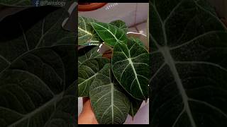 Repot Alocasias for Better Growth  Alocasia Plant Care Indoors [upl. by Cos]