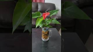 ANTHURIUM PLANT beautiful trending houseplants  gardenmusic  nice day [upl. by Wyatan]