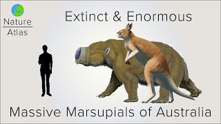 Extinct amp Enormous The Massive Marsupials of Australia [upl. by Durman452]