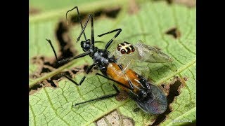 David against Goliath Jumping Spider kills Assassin bug [upl. by Birdie]