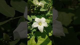 তেলাকুচো ফুলCoccinia grandis nature flowers beautiful amazing beauty village love white [upl. by Refeinnej]