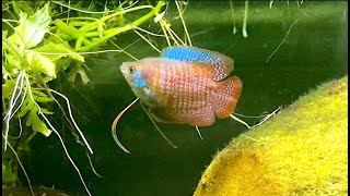 Dwarf Gourami Breeding Setup [upl. by Kotick307]