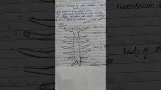 STERNUM BONE INTRODUCTION DETAILED NOTES IN CHENNAL sternumosteologyanatomy [upl. by Akoyn]