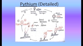 Pythium in Hindi Detailed Version For BSc and MSc  ALL ABOUT BIOLOGY  BY JYOTI VERMA [upl. by Campy]