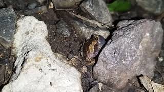 Ornate Narrow mouthed frog Microhyla ornata croaking [upl. by Yruam]