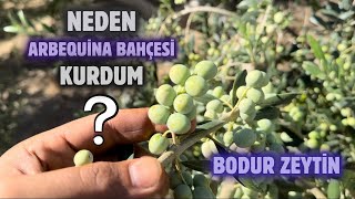 Neden Arbequina Zeytin Bahçesi Kurdum Why Did I Establish Arbequina Olive Gardenbudama erenvural [upl. by Nodyarg]