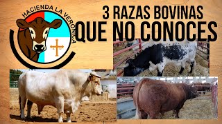 3 RAZAS BOVINAS QUE NO CONOCIAS [upl. by Uliram486]