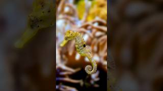 Seahorse I समुद्री घोड़ा I Unknown Fact I Amazing Animal seahorses trendingshorts [upl. by Ahsima]