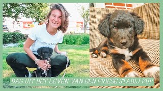 Een dag uit het leven van mijn Friese Stabij puppy ★ Things2Inspire [upl. by Kentigera]