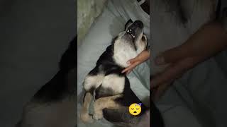 Khane ka peene ka aur sone ka bss😅😅dogsfunnyshorts [upl. by Emie]