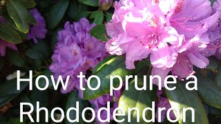 How to prune a Rhododendron [upl. by Breed]