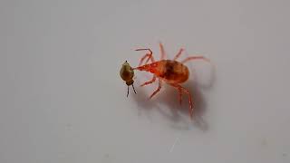 Snout mite attacks tiny springtail [upl. by Crosse635]