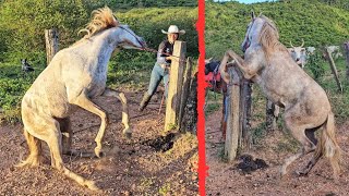 SALVANDO O CAVALO XUCRO DO VIZINHO 😱 [upl. by Anaeirb872]