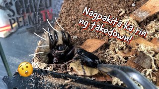 Tumambay na nagtakedown pa Oreo Spider [upl. by Beatrix]