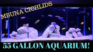 55 Gallon Aquarium  African Cichlids Mbuna Tank [upl. by Allianora987]