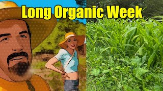 Organic Fertilizers vs Synthetic Fertilizers When to use WHAT [upl. by Incrocci102]