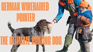 German Wirehaired Pointer The Ultimate Hunting Machine What’s Up Dog Episode 2 [upl. by Harmonia]