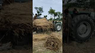 MF 385 Tractor Thresher video10 May 2024 [upl. by Naenej167]