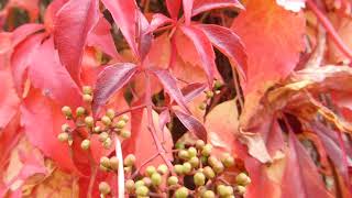 Virginia creeper  Parthenocissus quinquefolia  Ráðhúsvín  Villivínviður  Klifurplanta [upl. by Heer]