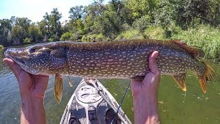 Whopper Plopper 75 Float And Fish Smallmouth And Pike [upl. by Ettevets265]