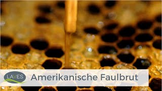 Amerikanische Faulbrut  Biologie Pathogenese und Bekämpfung [upl. by Ykcim]