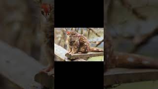 Rat like unknown animal animals animation cute viralvideo wildlife avenger viralshorts [upl. by Brok]